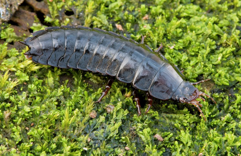 larva Carabus coriaceus